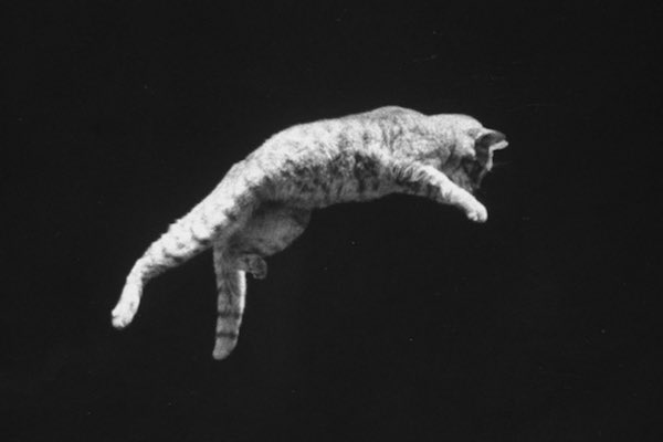 Cat-crops.jpg