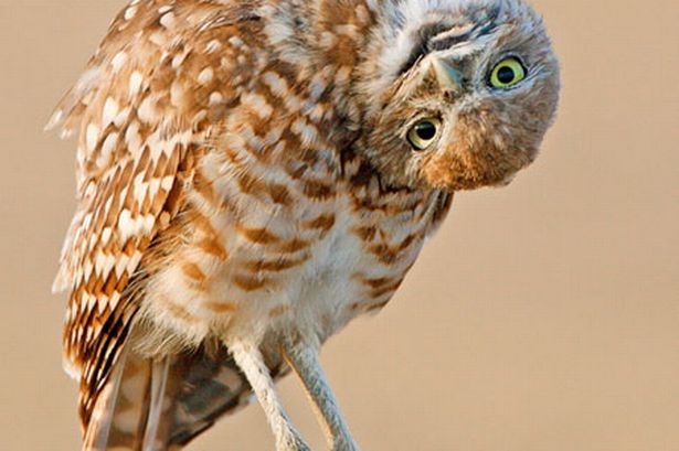 owls-pic-solent-72718133-243191.jpg