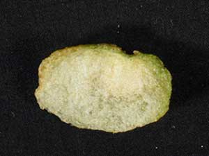 chip.jpg