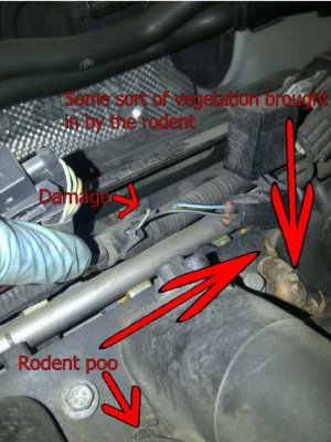 rodent damage to LR edit.jpg